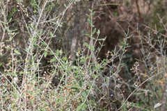 Teucrium fruticans