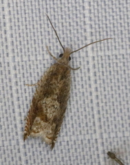 Ancylis uncella