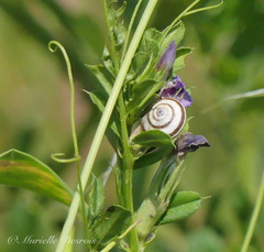 Helicella itala