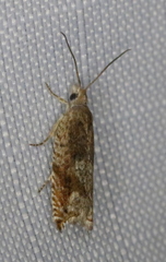 Ancylis uncella