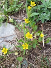 Ranunculus inamoenus