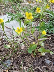 Ranunculus inamoenus