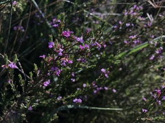 Muraltia knysnaensis