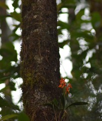 Prosthechea vitellina