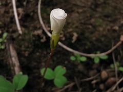 Oxalis minuta