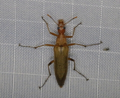 Stenotrachelidae