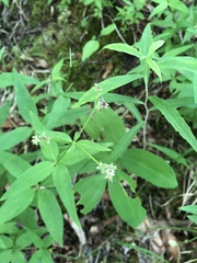 Galium lanceolatum