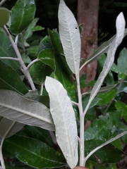 Pittosporum ralphii