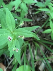 Galium lanceolatum