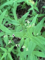 Galium lanceolatum