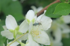 Oedemera croceicollis