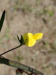 Crotalaria sagittalis