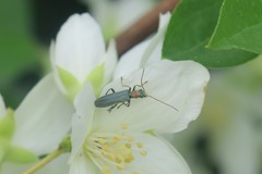 Oedemera croceicollis