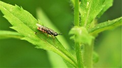 Odontomyia profuscata