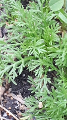 Matricaria discoidea