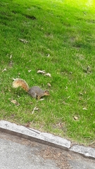 Sciurus niger