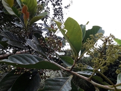 Nectandra