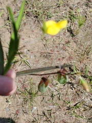 Crotalaria sagittalis