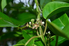 Cynanchum lanhsuense