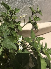 Solanum chenopodioides