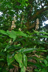 Alpinia formosana