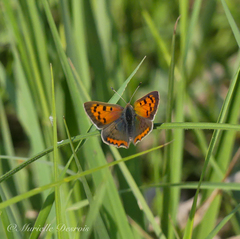 Lycaena phlaeas