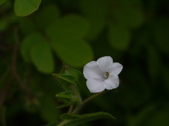 Trichodesma inaequale