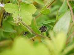 Trichodesma inaequale