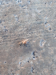 Apis mellifera