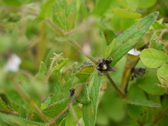 Trichodesma inaequale
