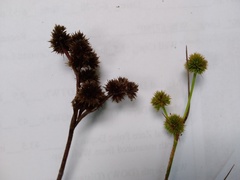 Juncus brachycarpus