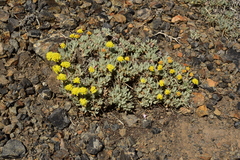 Eriogonum lewisii