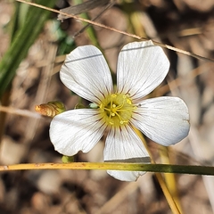 Linum