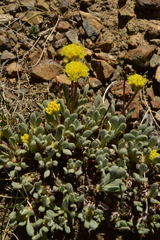 Eriogonum lewisii