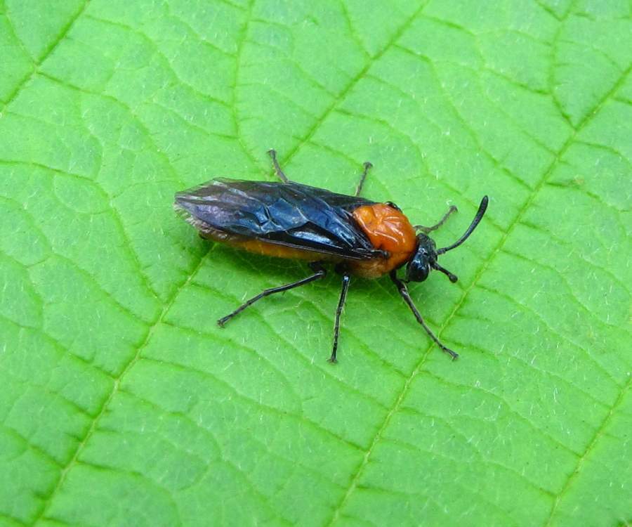 Birch Sawfly