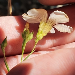 Linum