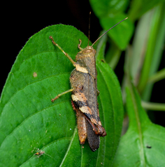 Apalacris varicornis