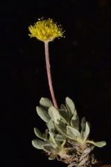 Eriogonum lewisii