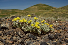 Eriogonum lewisii
