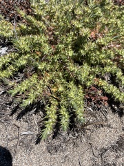 Cardionema ramosissimum