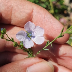 Linum bienne image