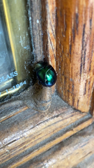 Leptinotarsa haldemani