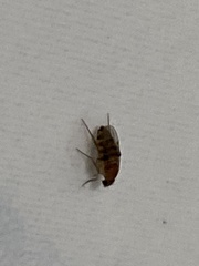 Phoridae