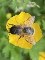 Osmia bicornis