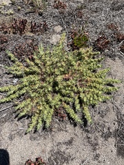 Cardionema ramosissimum