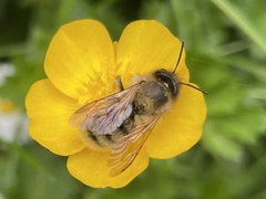Osmia bicornis