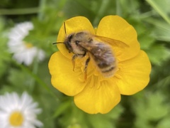 Osmia bicornis