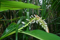 Alpinia formosana
