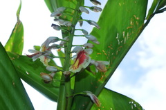 Alpinia formosana