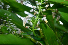 Alpinia formosana